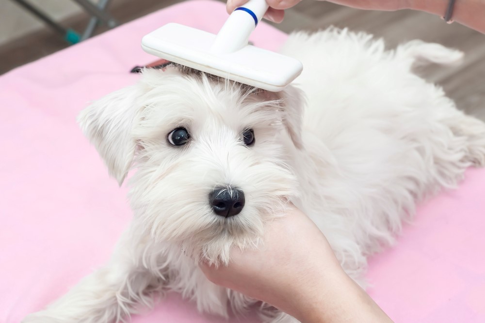 How long does it take to train as a dog groomer