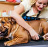 What do I need to do to run a dog grooming business from home?