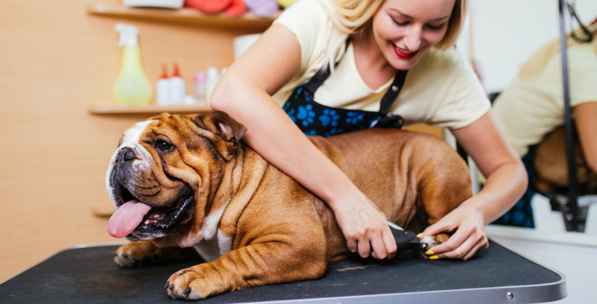 What do I need to do to run a dog grooming business from home?