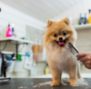 Are dog groomers in high demand?