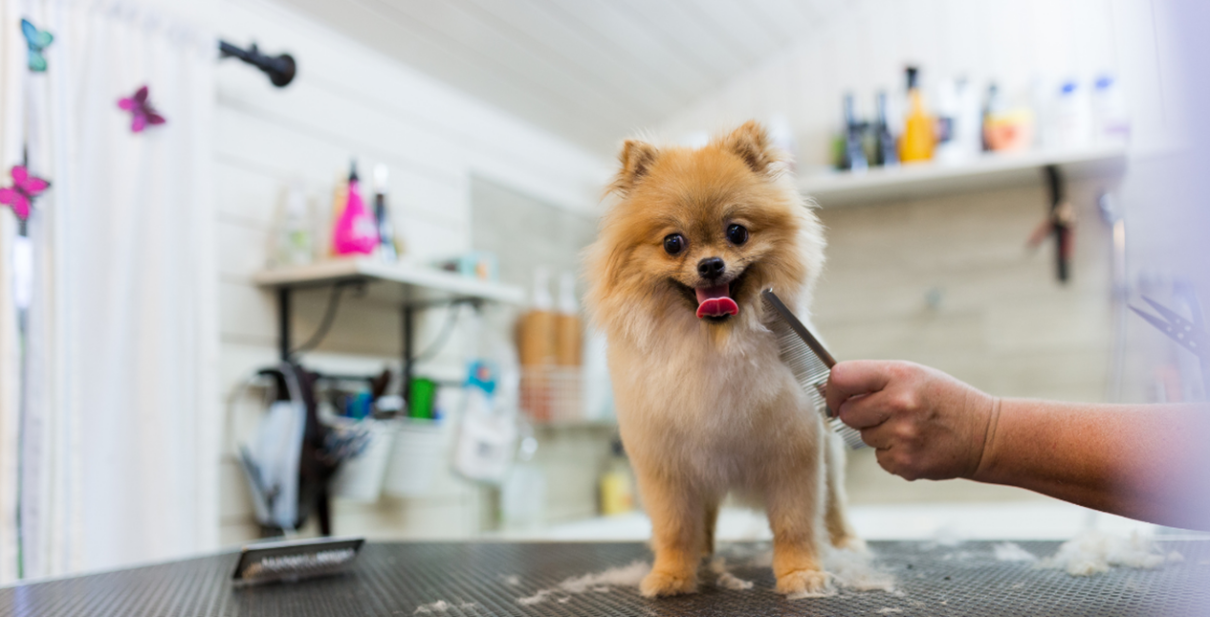 Are dog groomers in high demand?