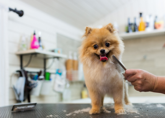 Are dog groomers in high demand?