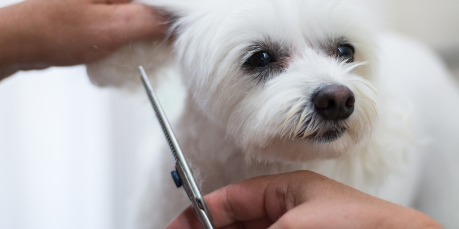 dog being trimmed