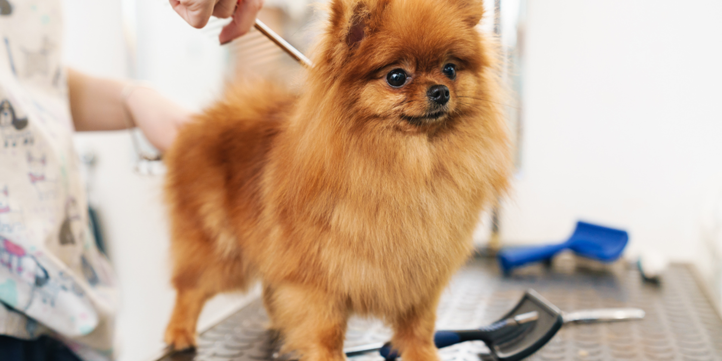 dog hair combed by groomer