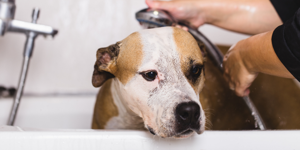 Are dog groomers in high demand? It's All SAVVY