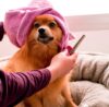 dog grooming