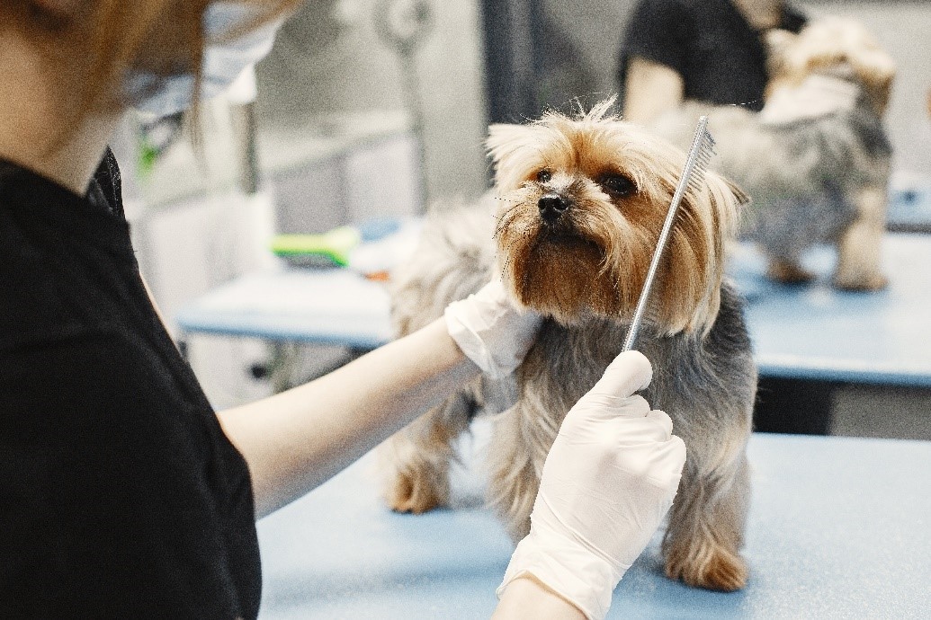 How Much Can You Earn as a Dog Groomer? It's All SAVVY