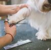 Do you need a Licence for dog grooming UK