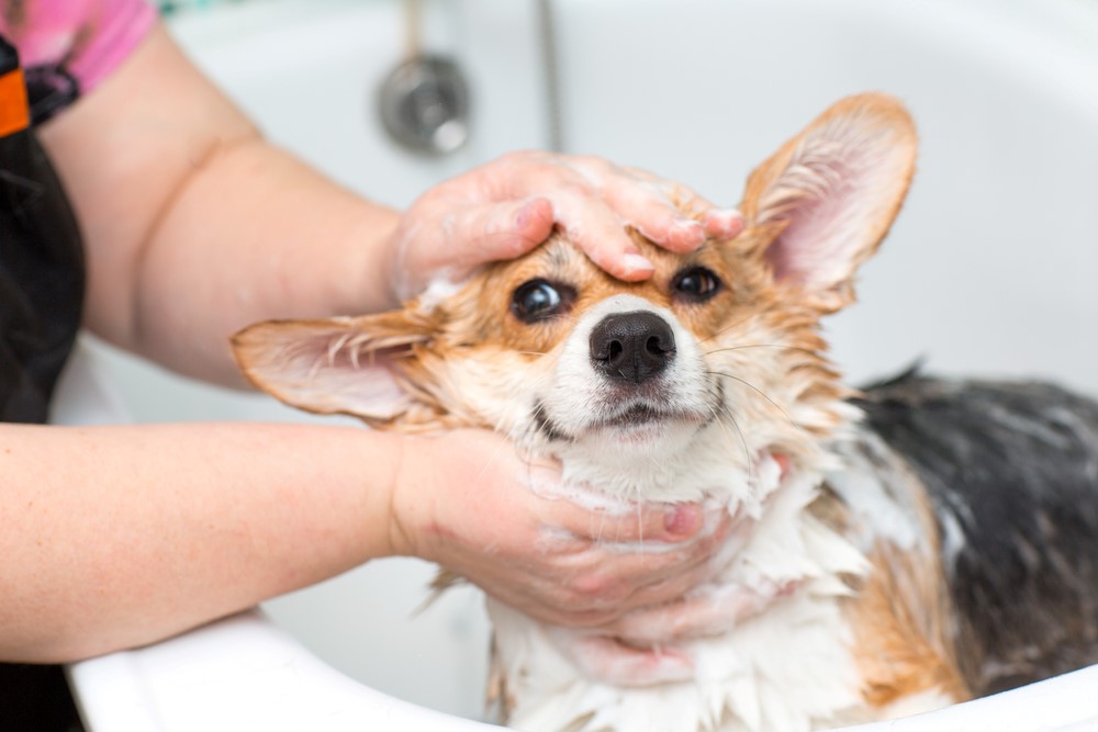 Do you need a Licence for dog grooming UK