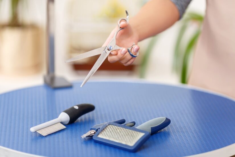 Do You Need a Licence for Dog Grooming UK? It's All SAVVY