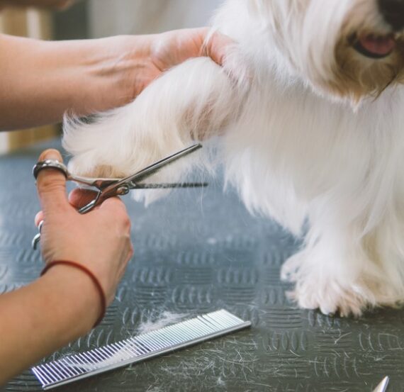 The Shocking Truth About Why Dog Grooming Businesses Fail It's All SAVVY