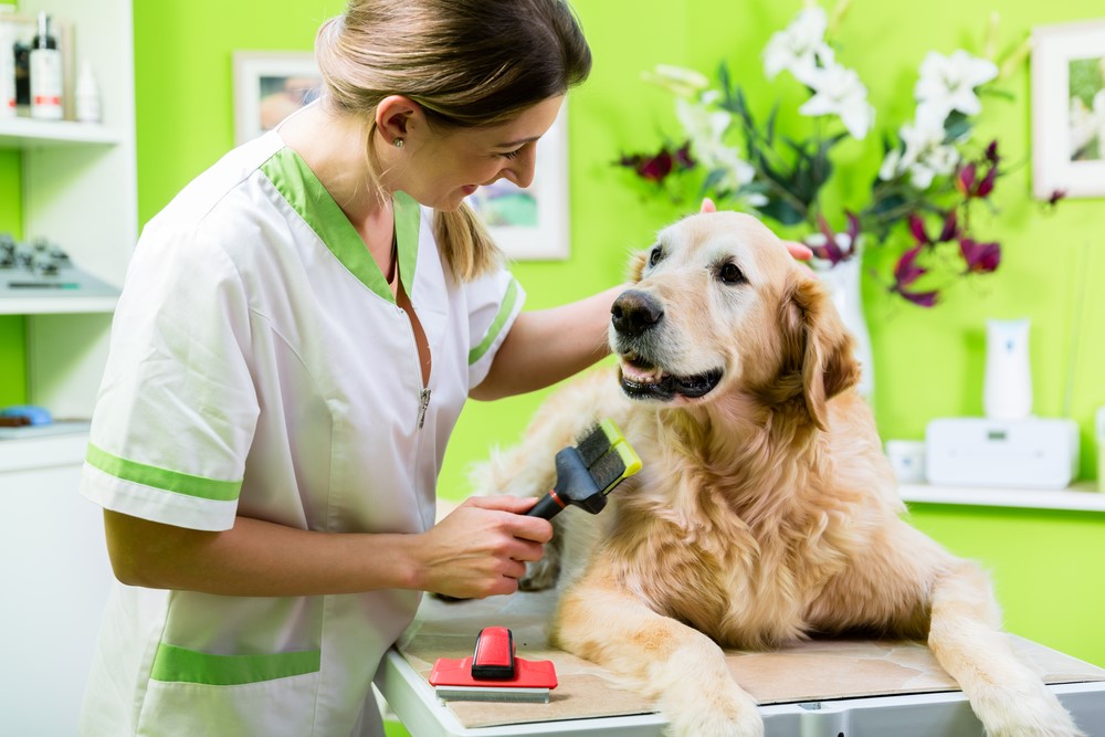 How Do I Start a Successful Pet Grooming Business