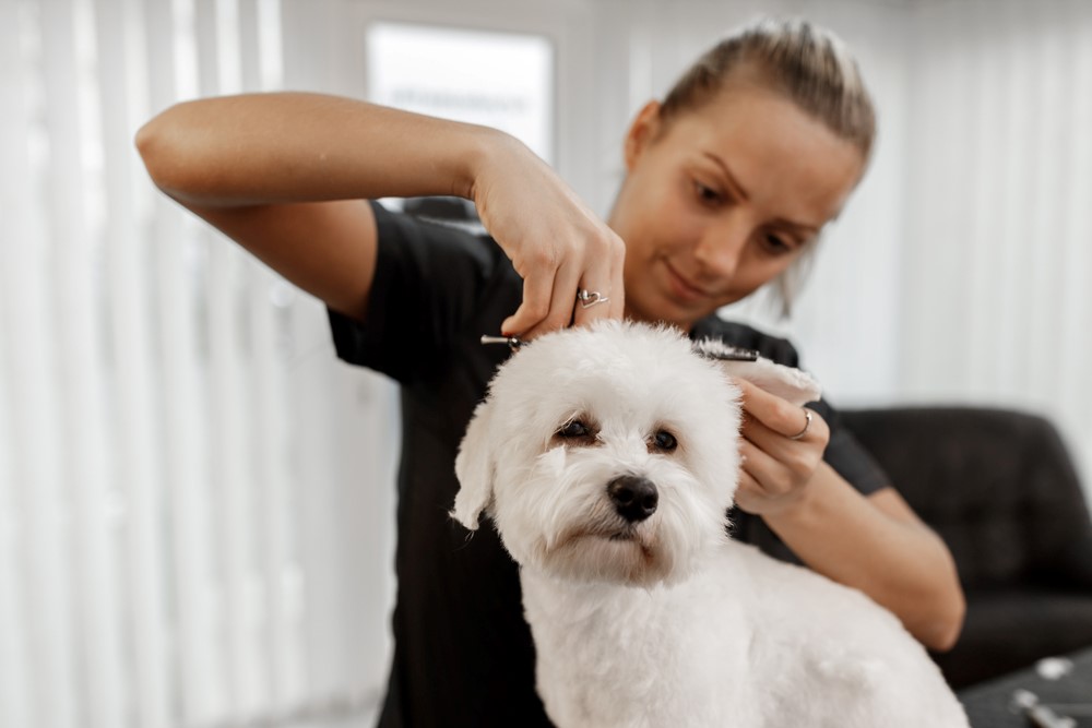 How Do I Start a Successful Pet Grooming Business