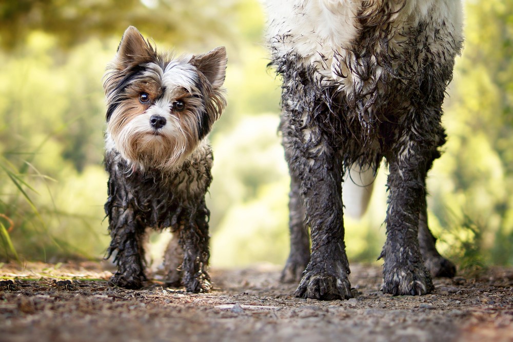 How Much Do Dog Groomers Charge UK