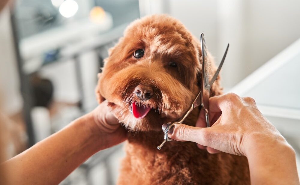 How Much Do Dog Groomers Charge UK