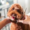 How Much Do Dog Groomers Charge UK