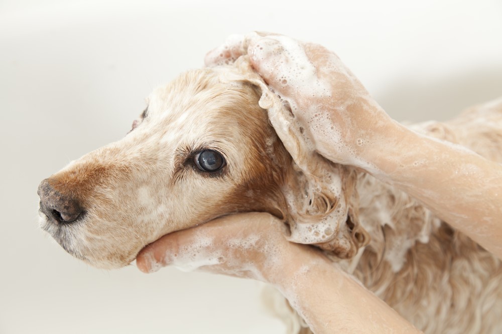 How Much Do Dog Groomers Charge UK