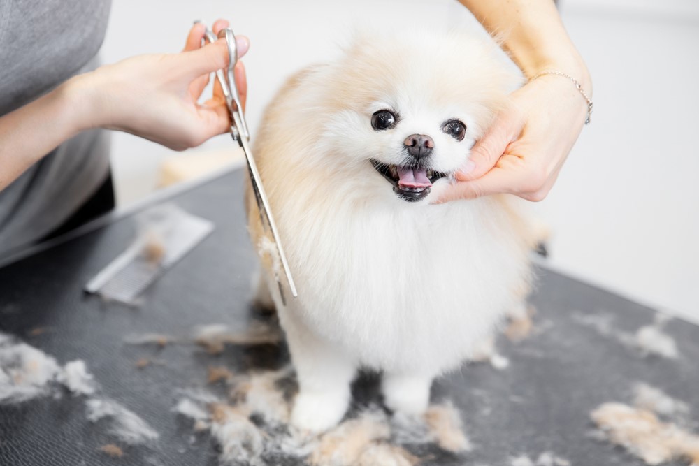 How long does it take to train as a dog groomer