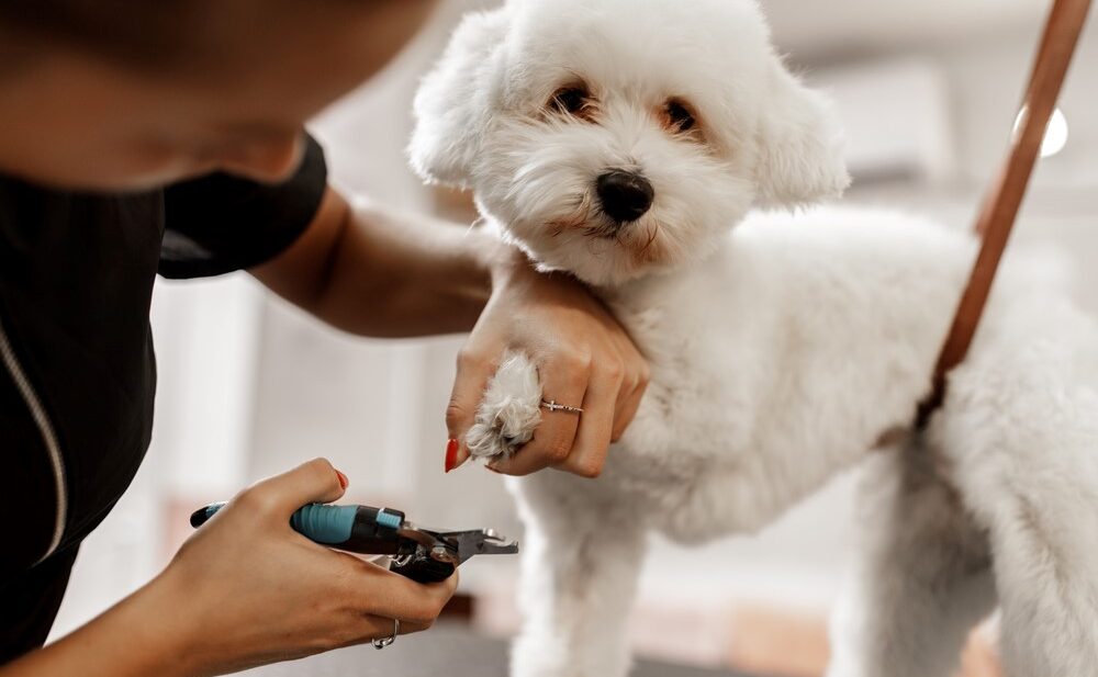 How long does it take to train as a dog groomer