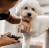 How long does it take to train as a dog groomer