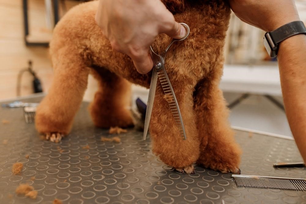 How long does it take to train as a dog groomer