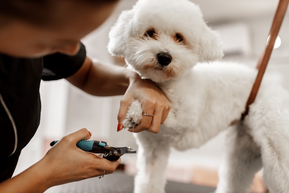 How Long Does It Take to Train as a Dog Groomer? It's All SAVVY