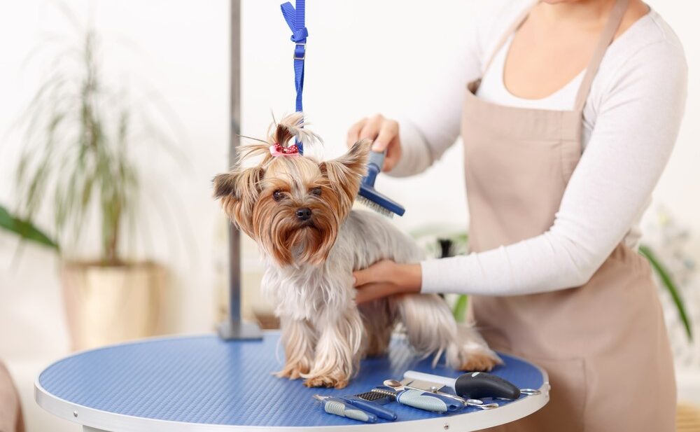 How Do You Become a Master Dog Groomer?