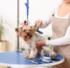 How Do You Become a Master Dog Groomer?