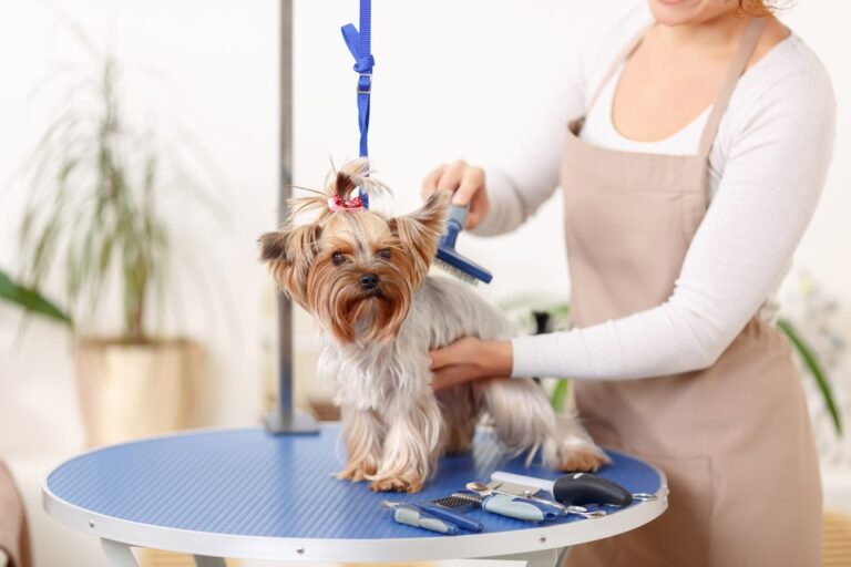 What Qualifications Do I Need to Be a Dog Groomer? It's All SAVVY