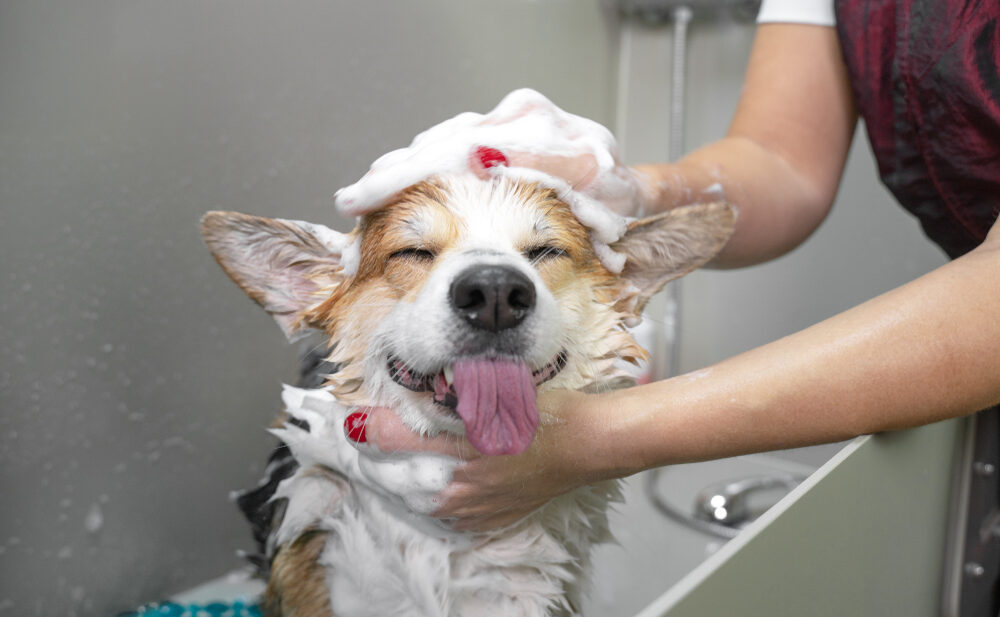 Is Dog Grooming Profitable In The UK?