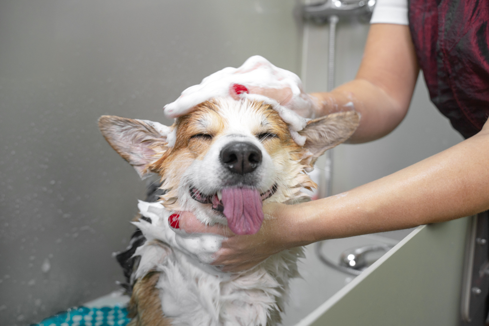 Is Dog Grooming Profitable In The UK? It's All SAVVY