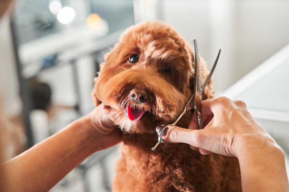 dog being trimmed