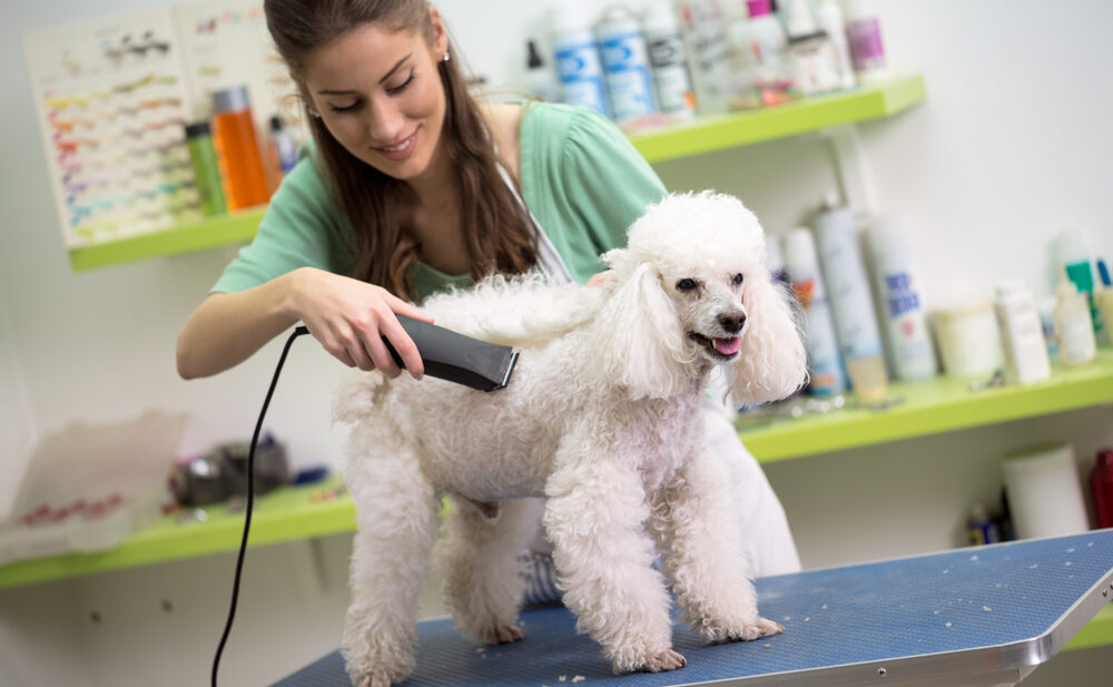 Is Being a Dog Groomer Worth It?