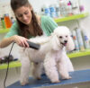 Is Being a Dog Groomer Worth It?