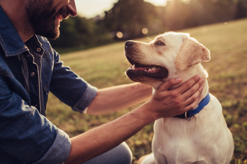 dog playing with owner