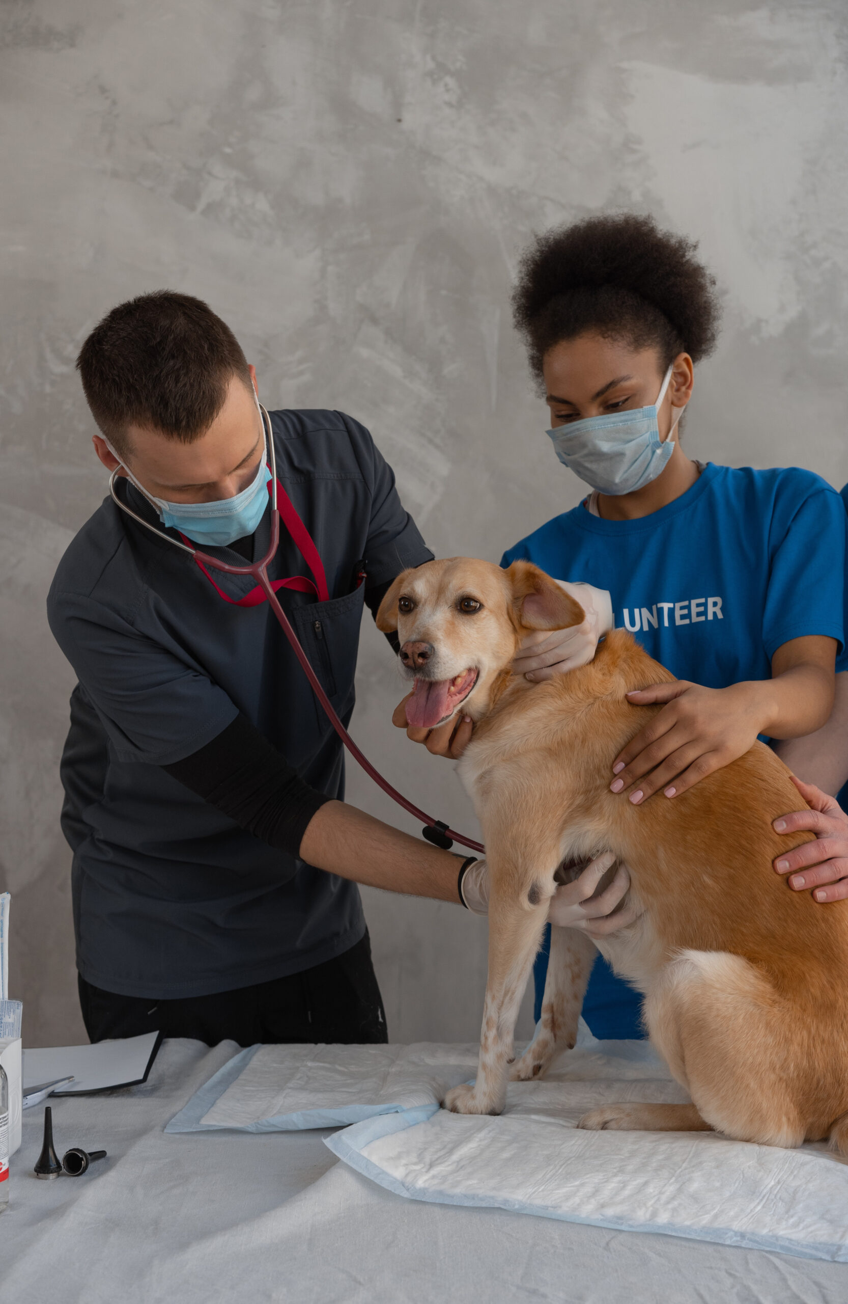 Vet Checking Dog