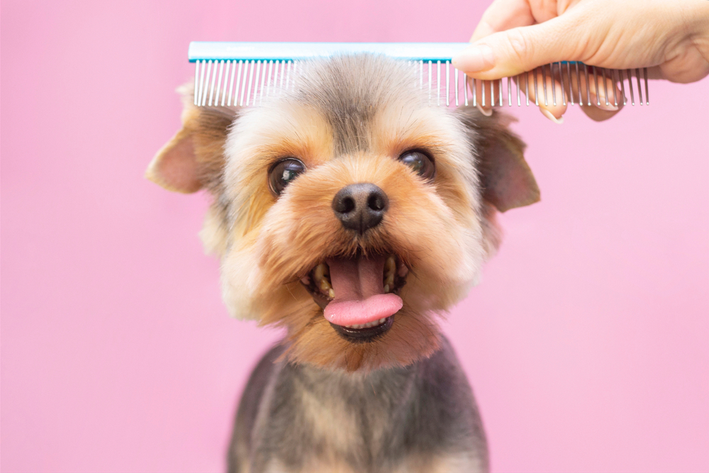 Combing Dog Hair