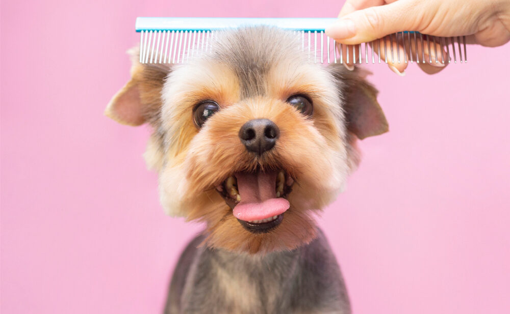 Do You Need Qualifications to Be a Dog Groomer?