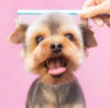 Do You Need Qualifications to Be a Dog Groomer?