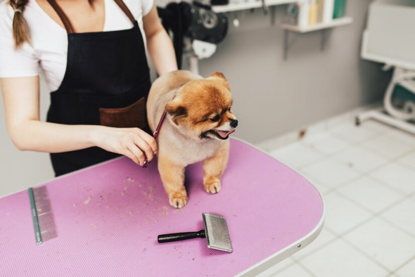 Is Dog Grooming a Good Career Path? It's All SAVVY