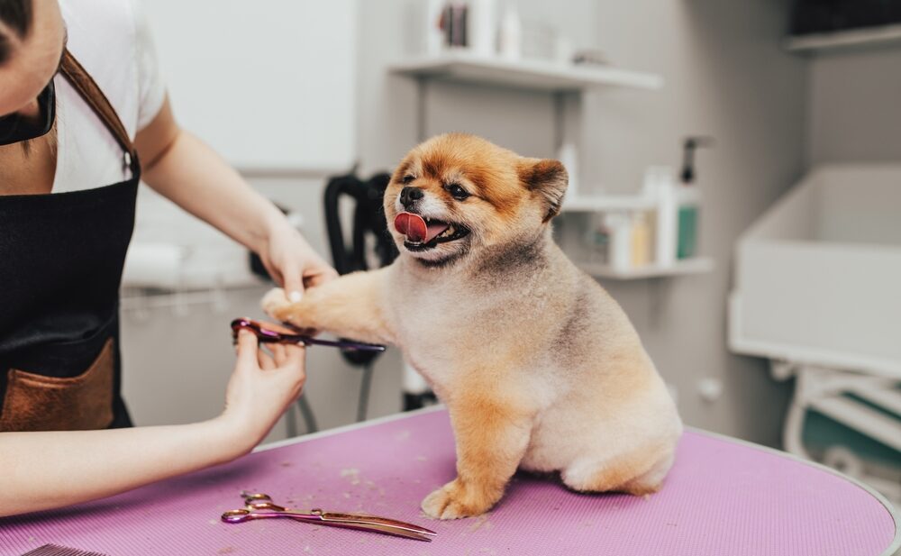 Where Do Dog Groomers Make the Most Money?