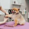 Where Do Dog Groomers Make the Most Money?