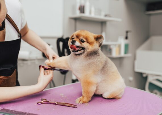 Where Do Dog Groomers Make the Most Money?