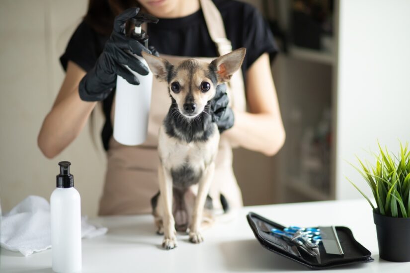 How Much Does a Self Employed Dog Groomer Earn? It's All SAVVY