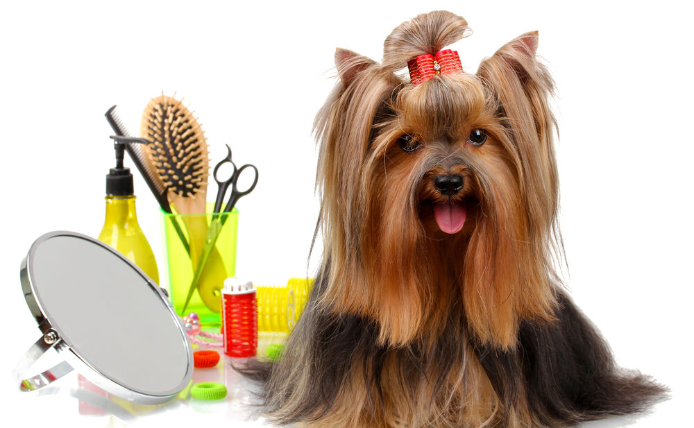 How Much Does It Cost to Start a Dog Grooming Business?