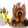 How Much Does It Cost to Start a Dog Grooming Business?