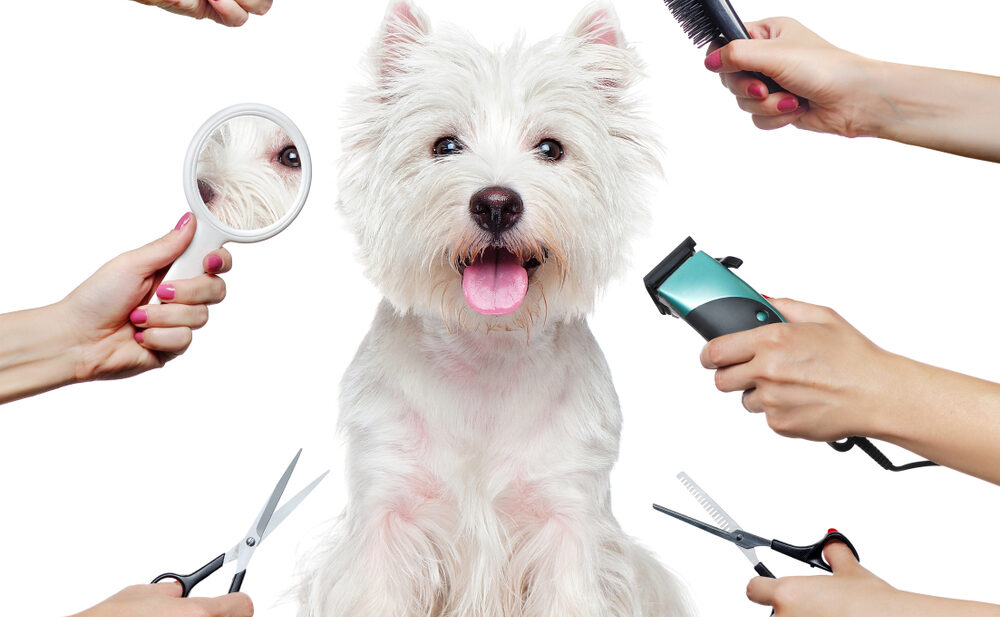 What Qualification Is Best for Dog Grooming?