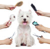 What Qualification Is Best for Dog Grooming?