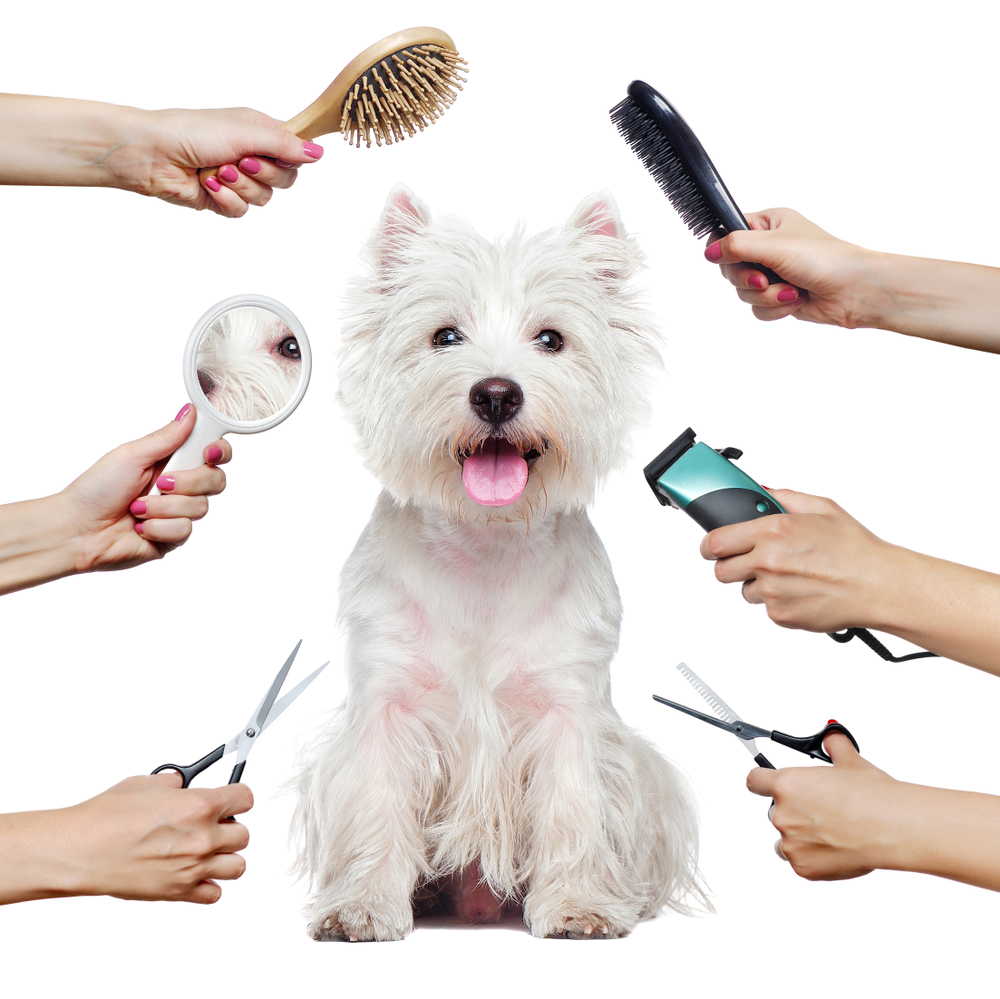 What Qualification Is Best for Dog Grooming? It's All SAVVY