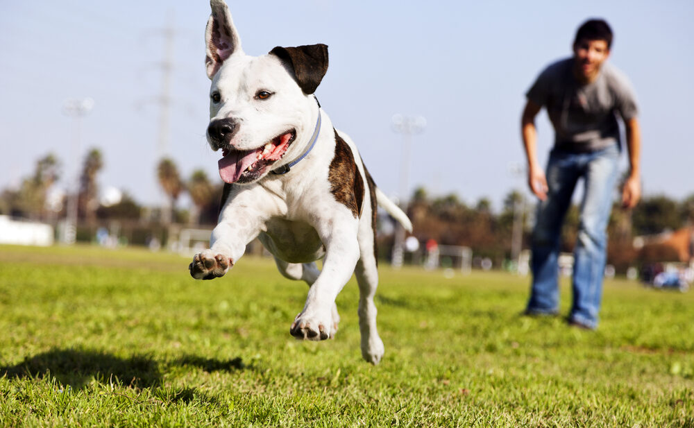 do i need a licence to be a dog sitter